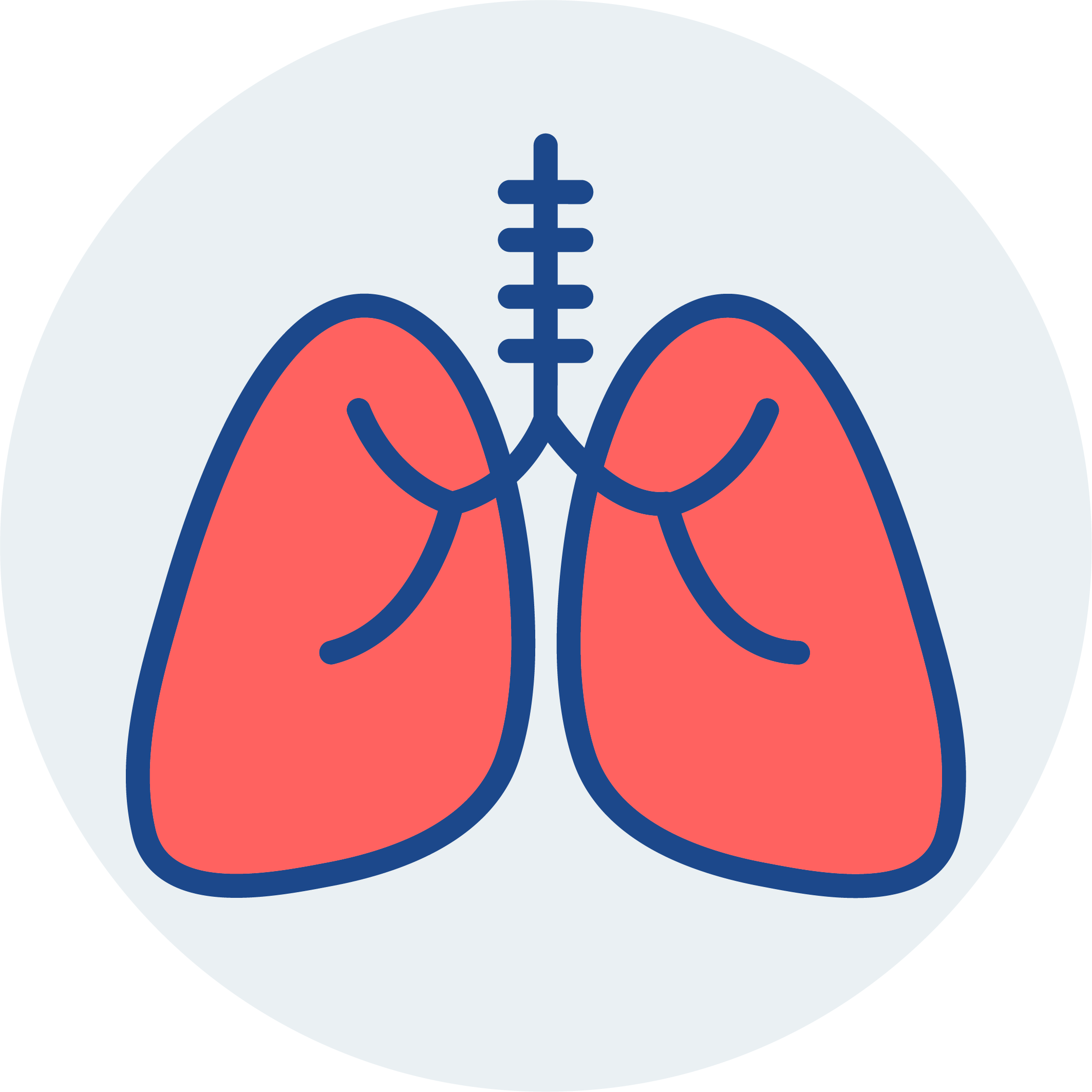 肺 Lung